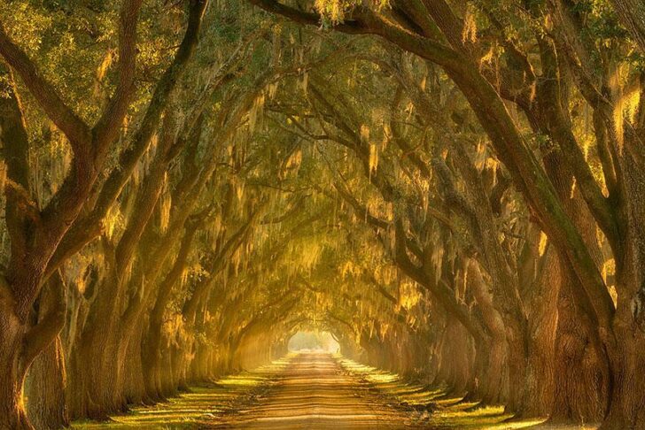 20 Amazing Beautiful Tree Tunnels Landscapes 7 - Landscape & Backyard Ideas - 1001 Gardens amazing-tree-tunnels-18