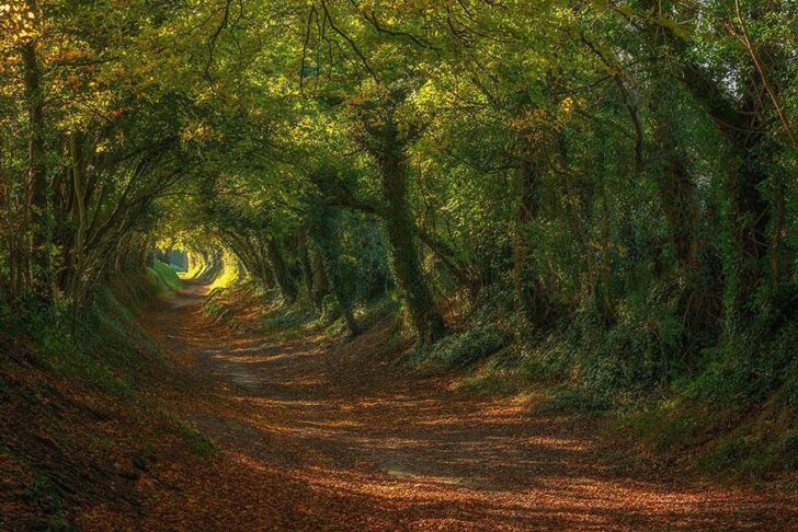 20 Amazing Beautiful Tree Tunnels Landscapes 24 - Landscape & Backyard Ideas - 1001 Gardens amazing-tree-tunnels-19