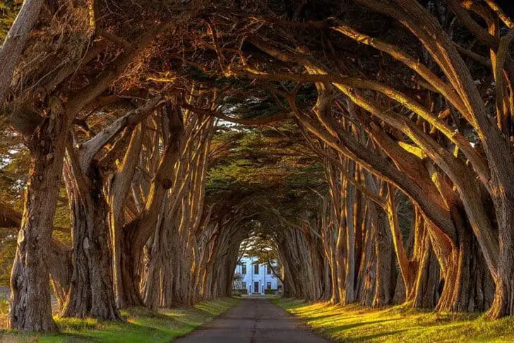 amazing-tree-tunnels-20