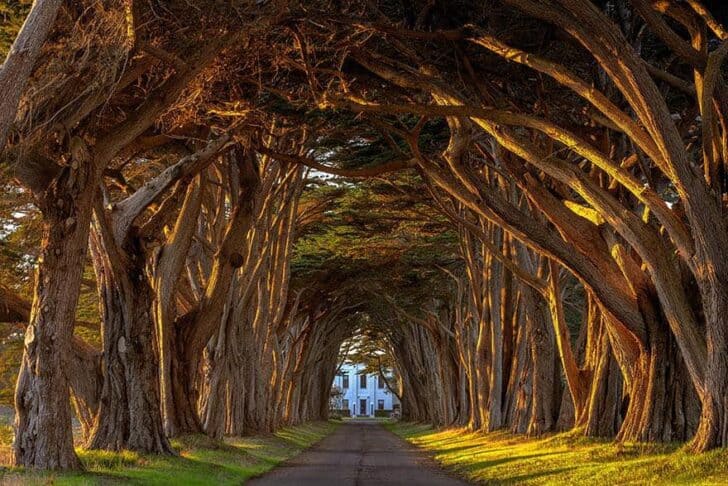 20 Amazing Beautiful Tree Tunnels Landscapes 25 - Landscape & Backyard Ideas - 1001 Gardens amazing-tree-tunnels-20