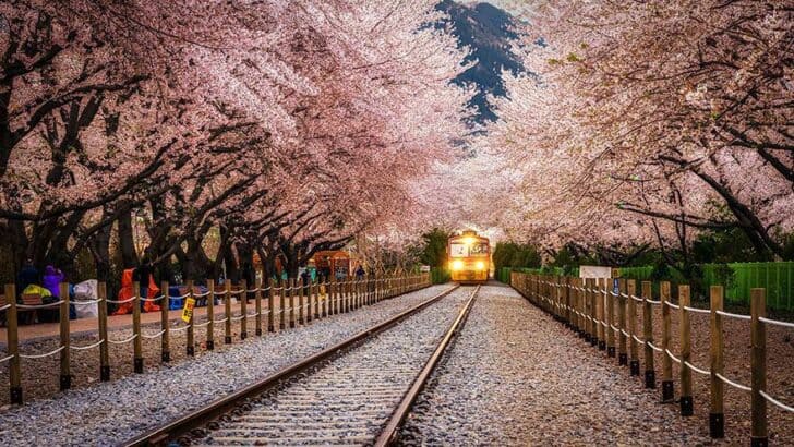 20 Amazing Beautiful Tree Tunnels Landscapes 26 - Landscape & Backyard Ideas - 1001 Gardens amazing-tree-tunnels-21