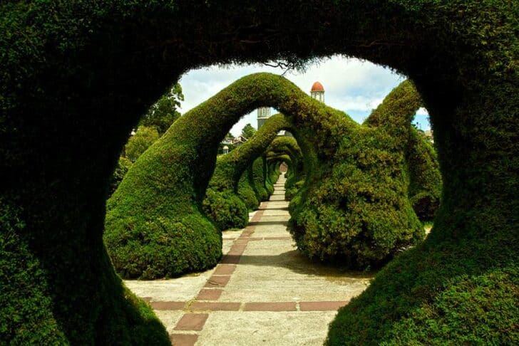 20 Amazing Beautiful Tree Tunnels Landscapes 23 - Landscape & Backyard Ideas - 1001 Gardens amazing-tree-tunnels-23