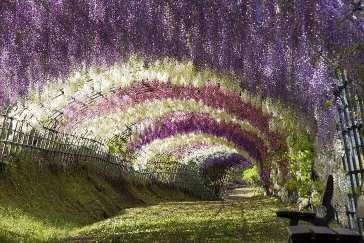 20 Amazing Beautiful Tree Tunnels Landscapes 6 - Landscape & Backyard Ideas - 1001 Gardens amazing-tree-tunnels-3-1