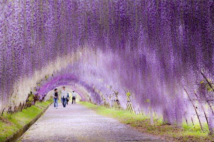 20 Amazing Beautiful Tree Tunnels Landscapes 5 - Landscape & Backyard Ideas - 1001 Gardens amazing-tree-tunnels-3-2