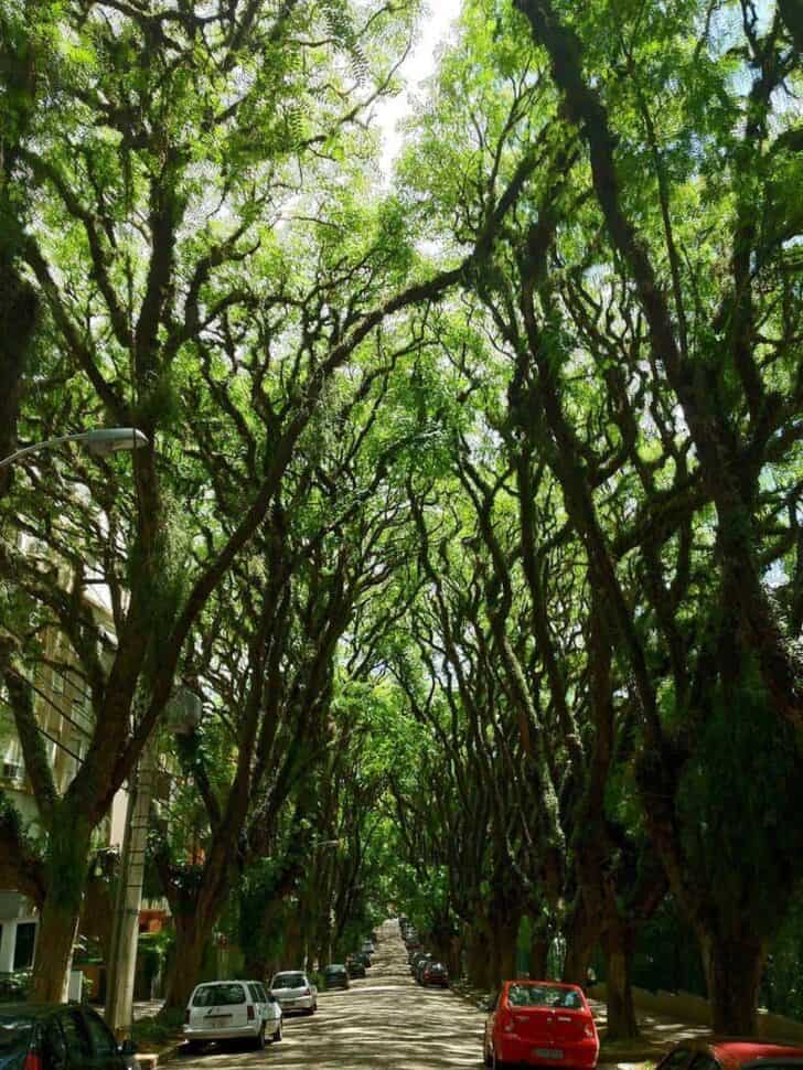 20 Amazing Beautiful Tree Tunnels Landscapes 18 - Landscape & Backyard Ideas - 1001 Gardens amazing-tree-tunnels-4-1