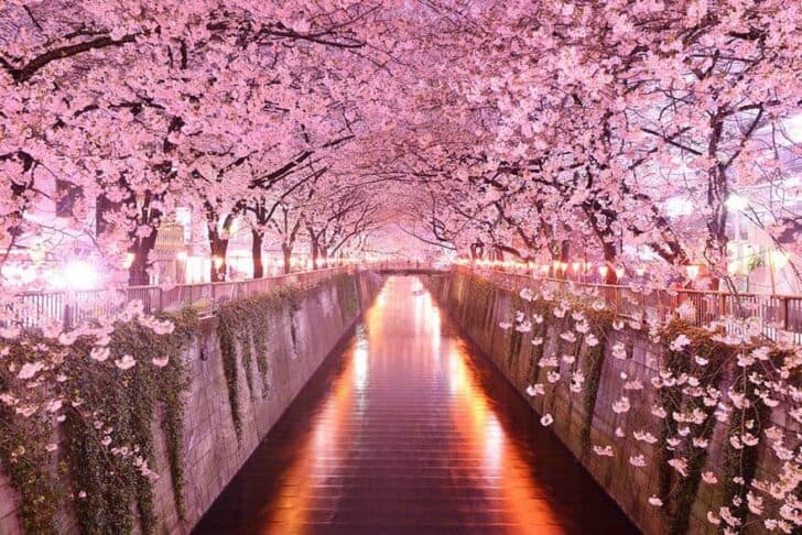 20 Amazing Beautiful Tree Tunnels Landscapes 19 - Landscape & Backyard Ideas - 1001 Gardens amazing-tree-tunnels-5