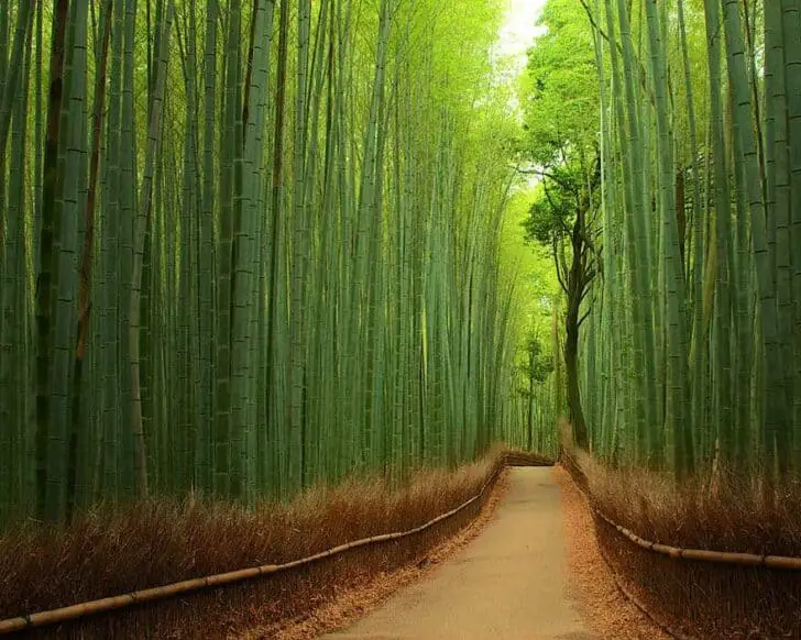 20 Amazing Beautiful Tree Tunnels Landscapes - landscaping 20 Amazing Beautiful Tree Tunnels Landscapes - landscaping