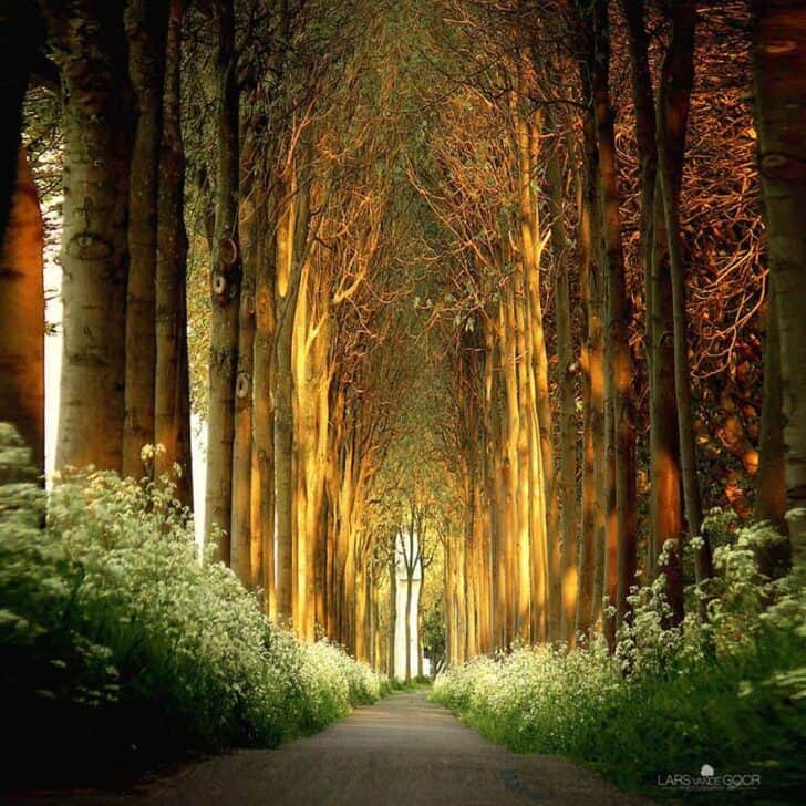 20 Amazing Beautiful Tree Tunnels Landscapes 20 - Landscape & Backyard Ideas - 1001 Gardens amazing-tree-tunnels-7