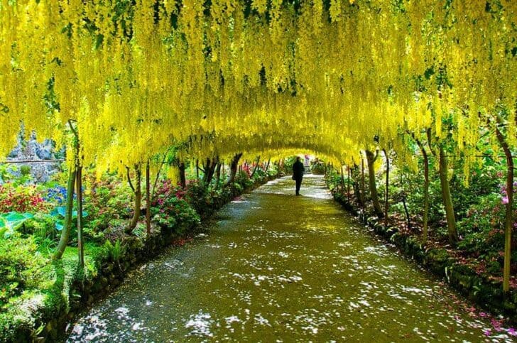 20 Amazing Beautiful Tree Tunnels Landscapes 22 - Landscape & Backyard Ideas - 1001 Gardens amazing-tree-tunnels-8