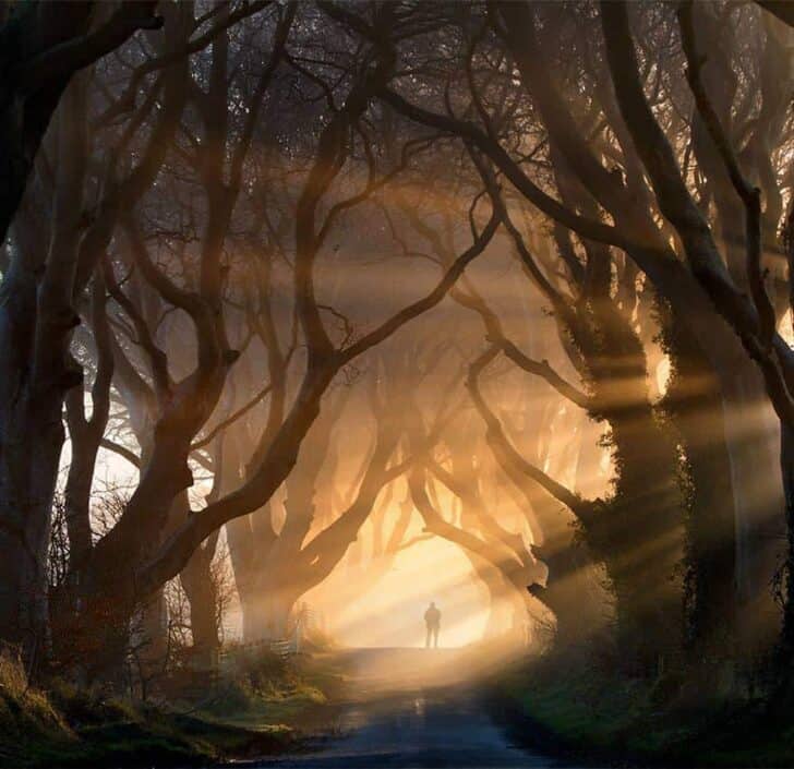 20 Amazing Beautiful Tree Tunnels Landscapes 1 - Landscape & Backyard Ideas - 1001 Gardens amazing-tree-tunnels-9-1