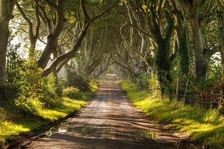20 Amazing Beautiful Tree Tunnels Landscapes 2 - Landscape & Backyard Ideas - 1001 Gardens amazing-tree-tunnels-9-2