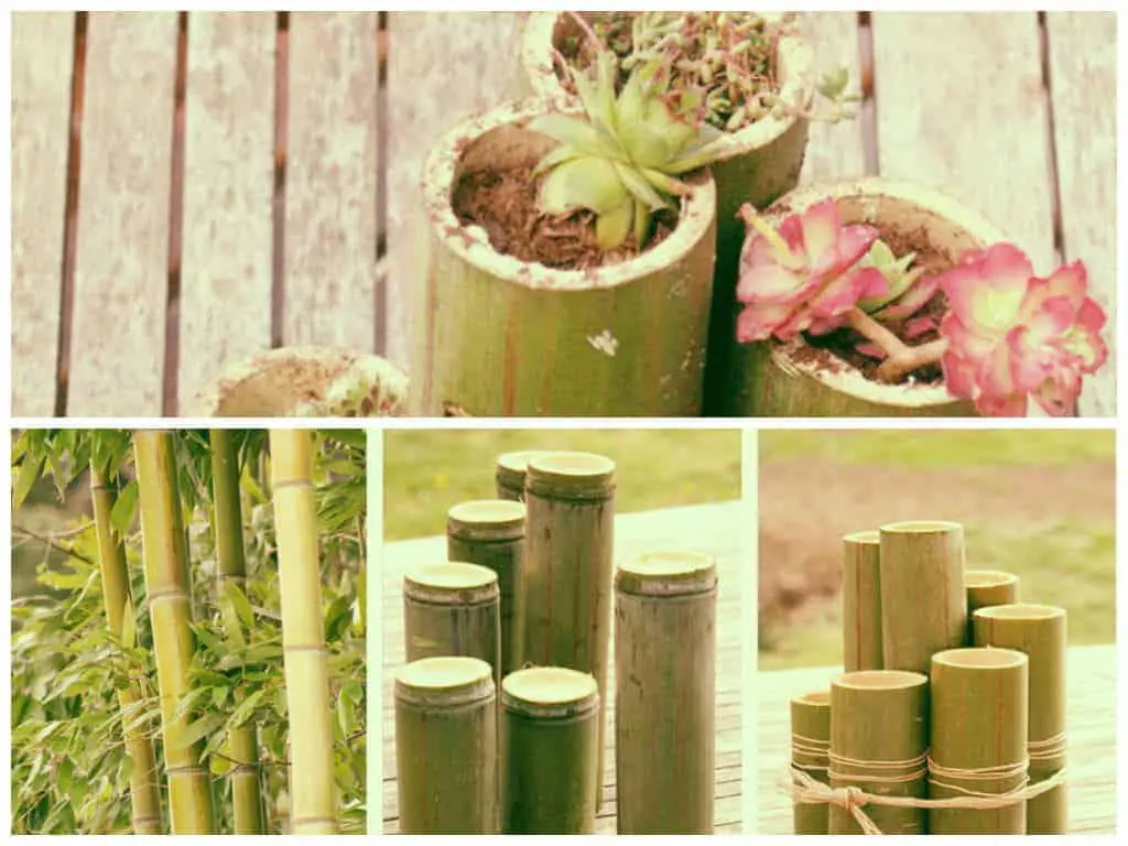 Diy Bamboo Planters • 1001 Gardens