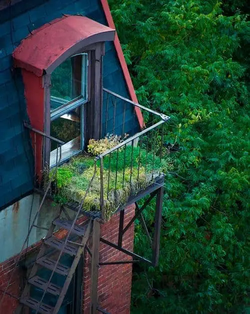 Urban Garden on Fire Escape 12 - urbangardening