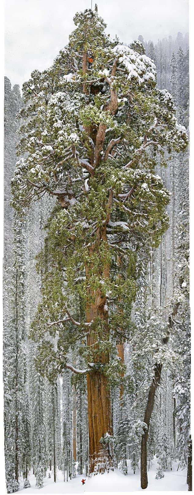 The President Giant Sequoia: 2nd Largest Tree in the World 13 - travelling