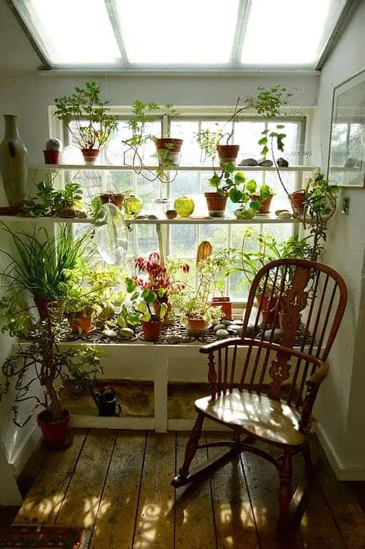Indoor Garden 1 - Flowers & Plants