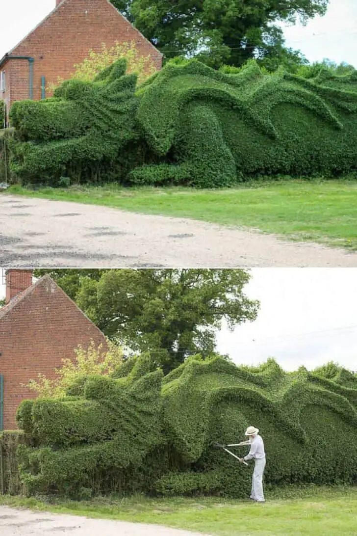 Giant Dragon Sculpted into a 100-feet Hedge
