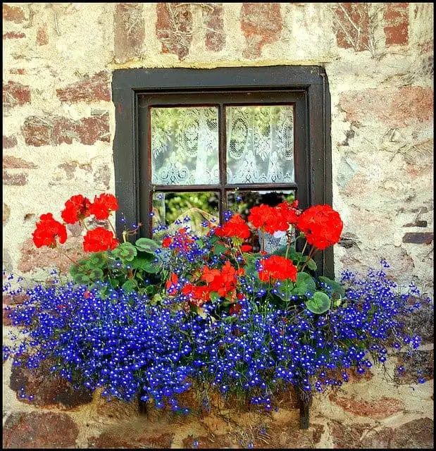 Beautiful Flowered Window 61 - flowers