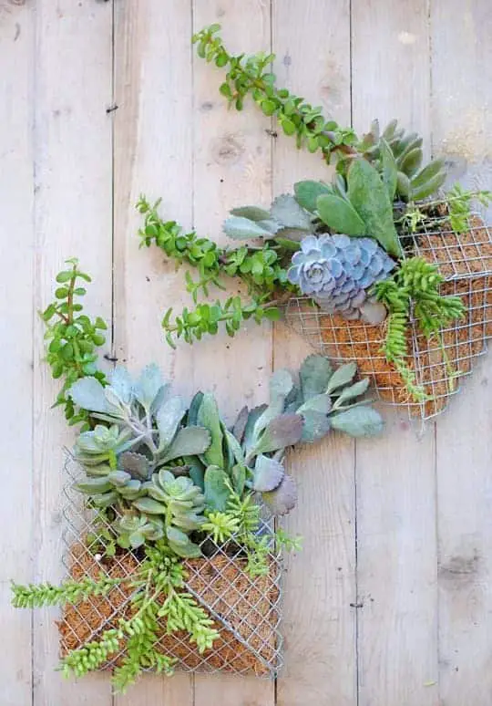 Diy: Small Succulent Wall Planter 1 - Flowers & Plants