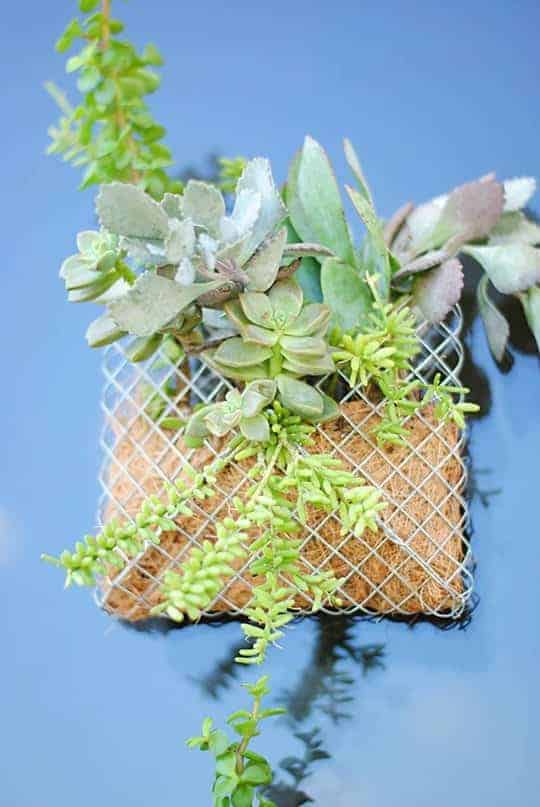 Diy: Small Succulent Wall Planter 2 - Flowers & Plants