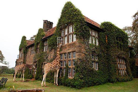 Giraffe Manor 12 - Summer & Tree Houses