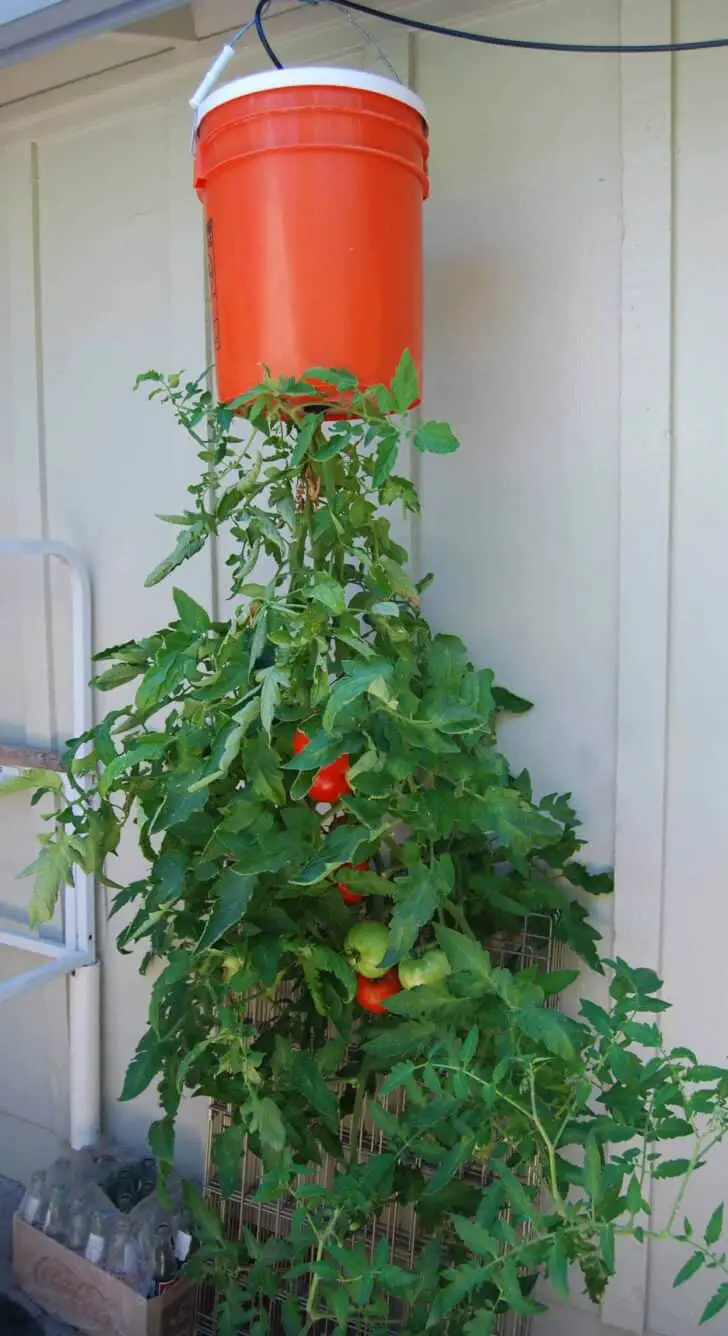 DIY: Homegrown Tomatoes Upside Down Planter 7 - Flowers & Plants