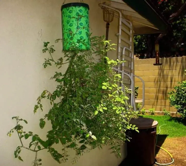 DIY: Homegrown Tomatoes Upside Down Planter 9 - Flowers & Plants