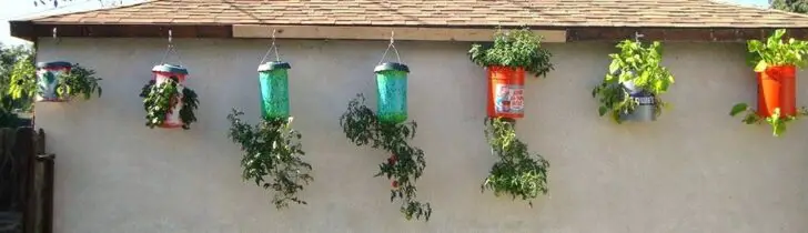 DIY: Homegrown Tomatoes Upside Down Planter 1 - Flowers & Plants
