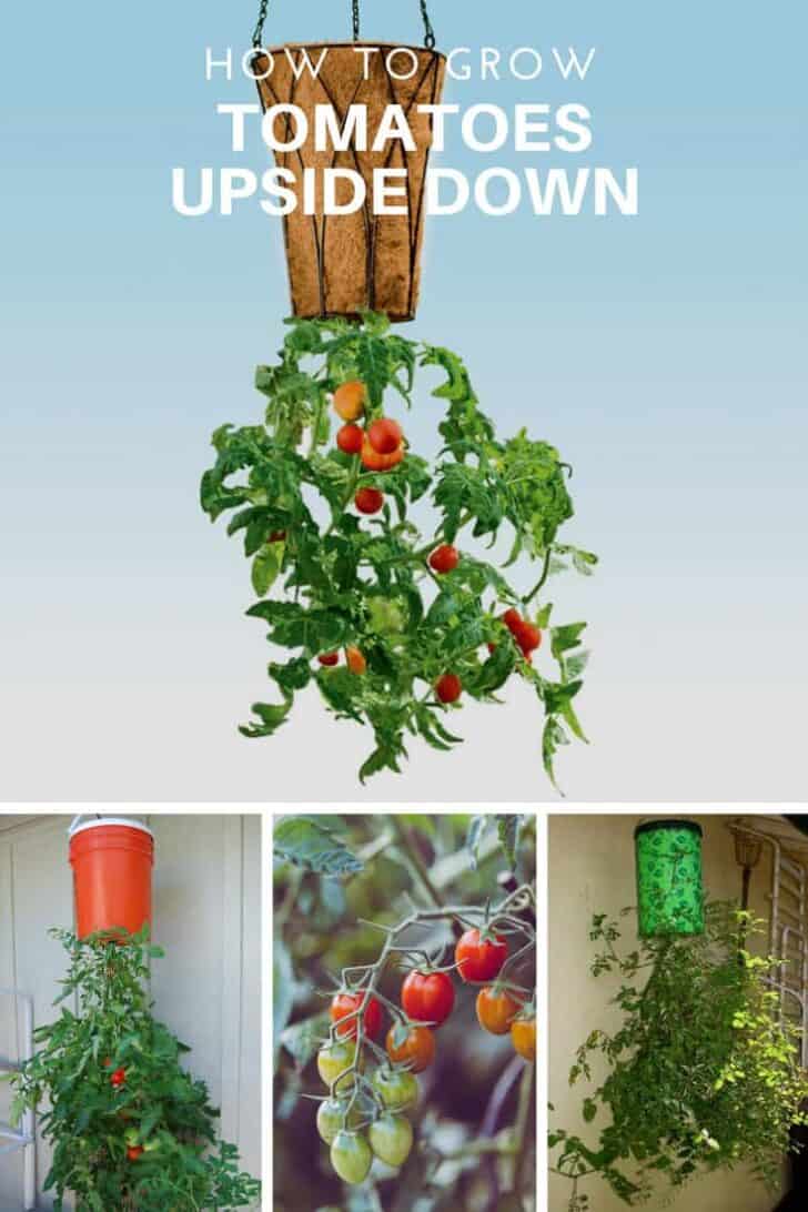 DIY: Homegrown Tomatoes Upside Down Planter 35 - Flowers & Plants - 1001 Gardens DIY: Homegrown Tomatoes Upside Down Planter 34 - Flowers & Plants