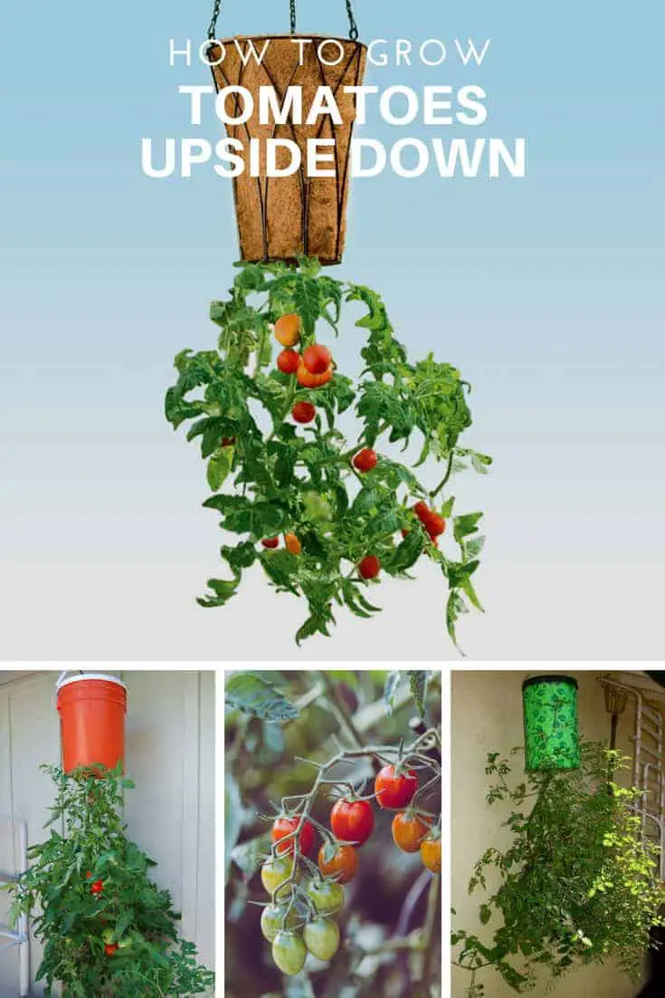 Diy Homegrown Tomatoes Upside Down Planter 1001 Gardens