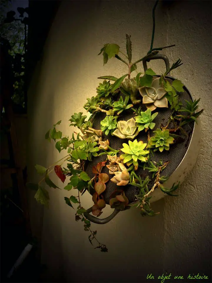 Colander Garden 29 - Flowers & Plants - 1001 Gardens Colander Garden 28 - Flowers & Plants