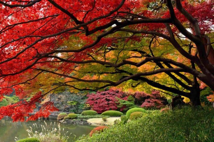 Beautiful Colors of Autumn Landscapes 1 - Landscape & Backyard Ideas - 1001 Gardens 9e800d5094508a0bbfe1c79ee85ce2b0_970x