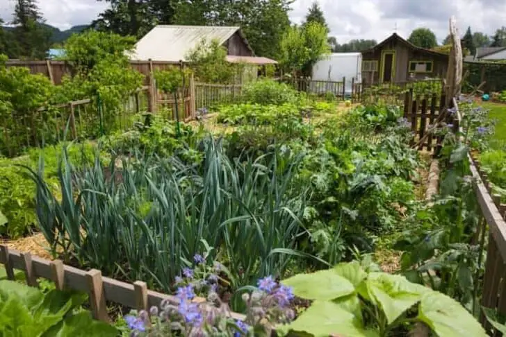 Edible-garden-britton-shepard-gardenista-considered-design-awards-3