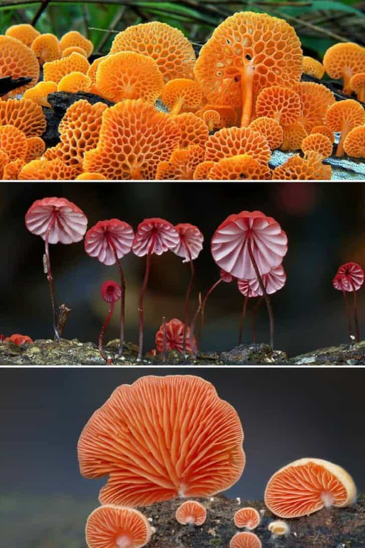The Amazing World of Mushrooms 7 - Flowers & Plants - 1001 Gardens The Amazing World of Mushrooms