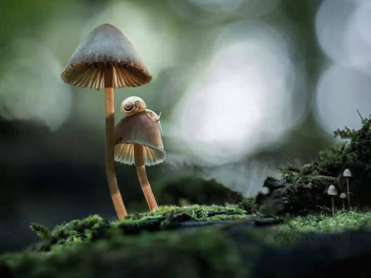 interesting-mushroom-photography-771__880