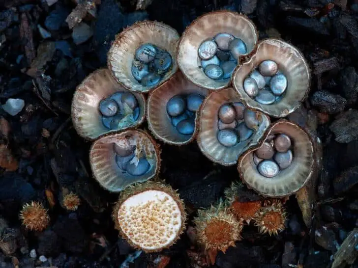 interesting-mushroom-photography-89__880