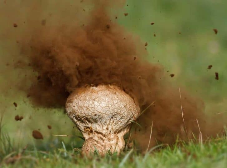 interesting-mushroom-photography-93__880