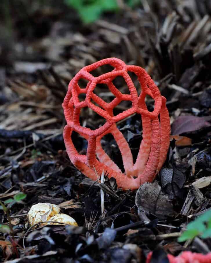 mushroom-photography-91__880