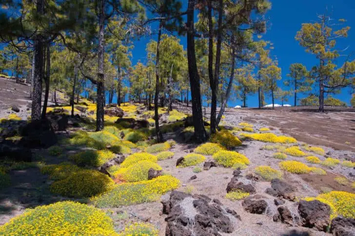 Yellow Flowers Blooming in Teide National Park (Tenerife, Canary