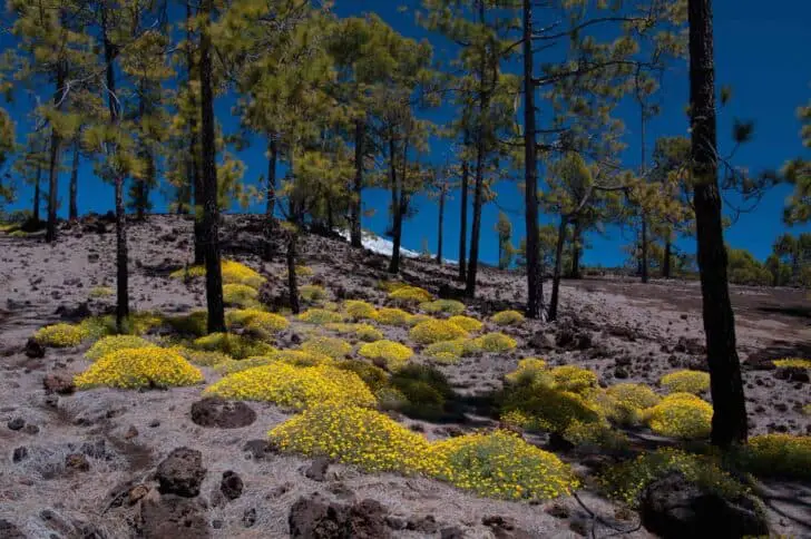 Blooming-flower-tenerife-teide-02