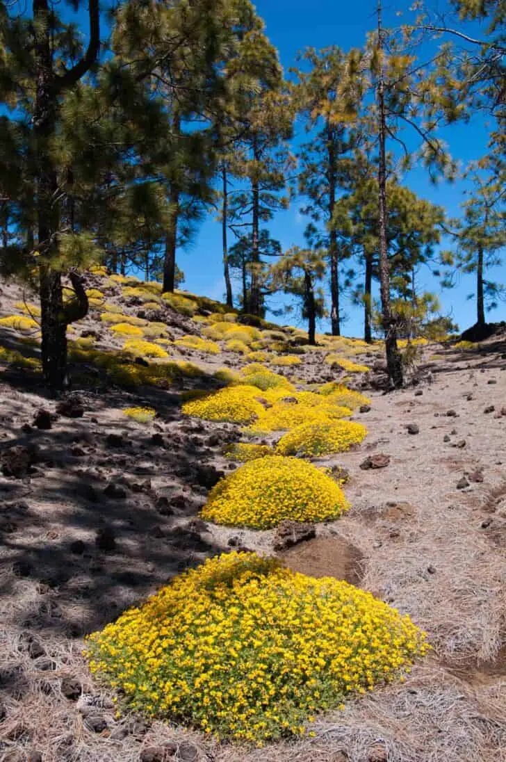 Yellow Flowers Blooming in Teide National Park (Tenerife, Canary Islands) 3 - Flowers & Plants