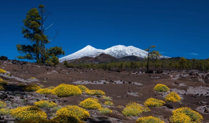 Yellow Flowers Blooming in Teide National Park (Tenerife, Canary Islands) - flowers-plants-planters Yellow Flowers Blooming in Teide National Park (Tenerife, Canary Islands) - flowers-plants-planters