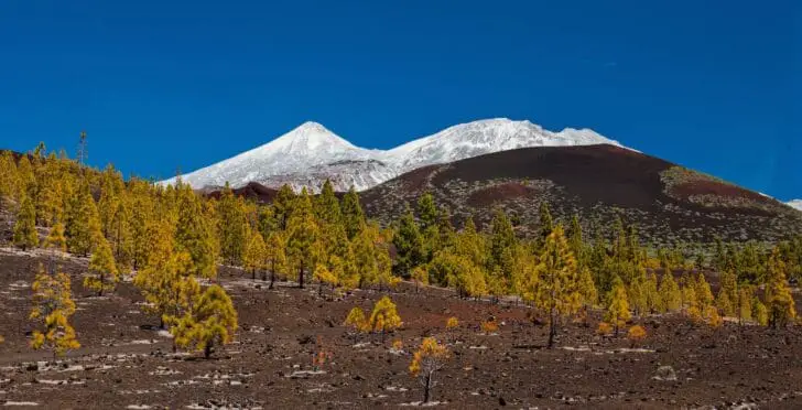 Blooming-flower-tenerife-teide-05