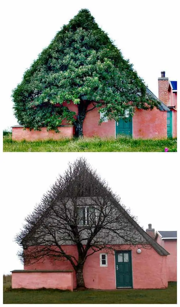 House Shaped Beautiful Tree to Shelter Itself from Wind 17 - houseideas