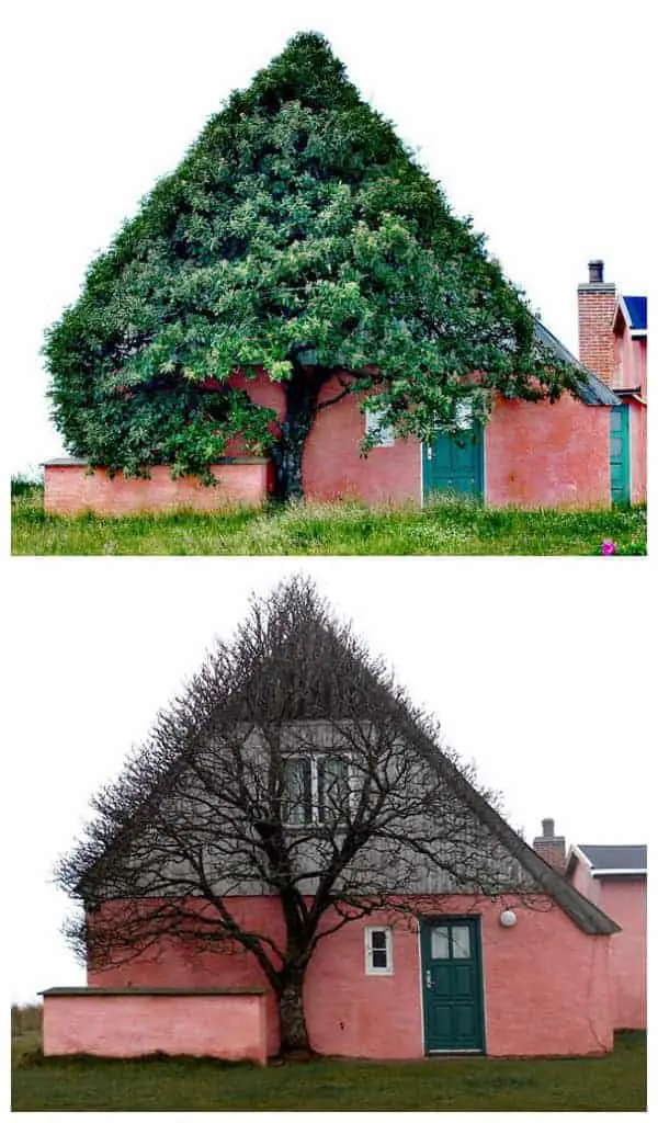 House Shaped Beautiful Tree to Shelter Itself from Wind 24 - Landscape & Backyard Ideas