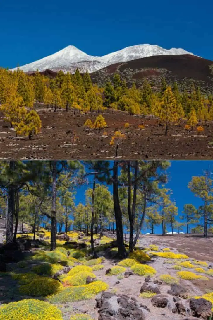 Yellow Flowers Blooming in Teide National Park