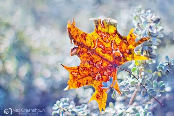 The Beauty Of Fall Landscape Photographed By Alex Greenshpun - landscaping The Beauty Of Fall Landscape Photographed By Alex Greenshpun - landscaping