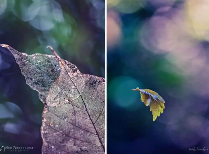 autumn-photography-alex-greenshpun-22