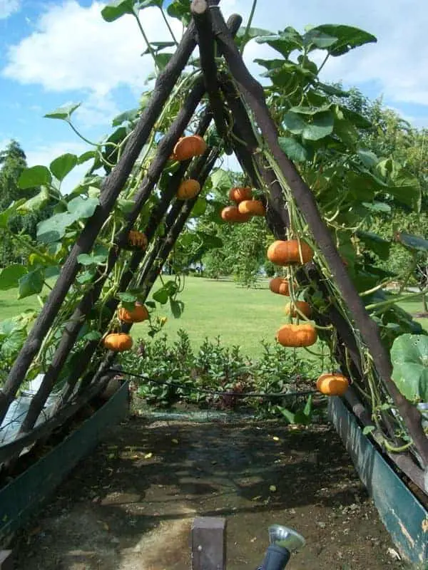 How to Plant Pumpkins While Saving Space 10 - tree