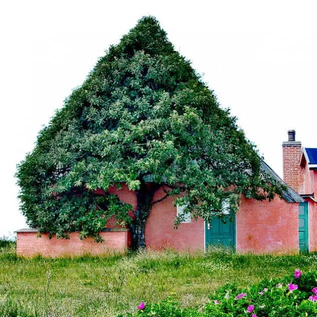 tree-took-shape-of-a-house-2