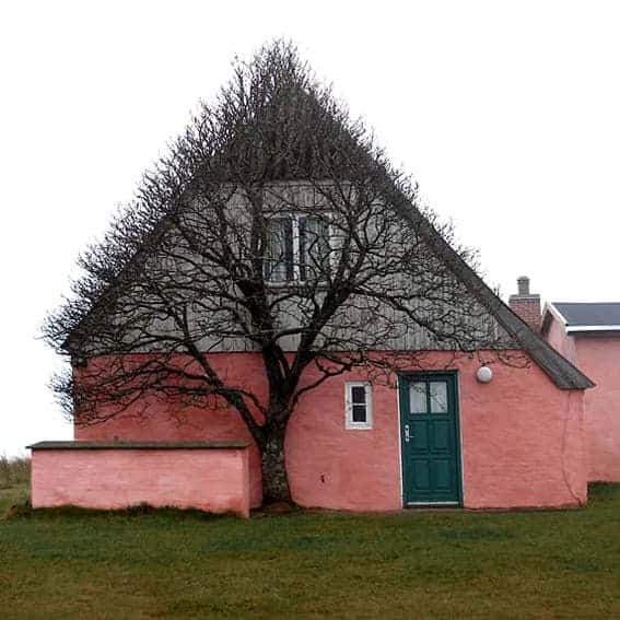 tree-took-shape-of-a-house